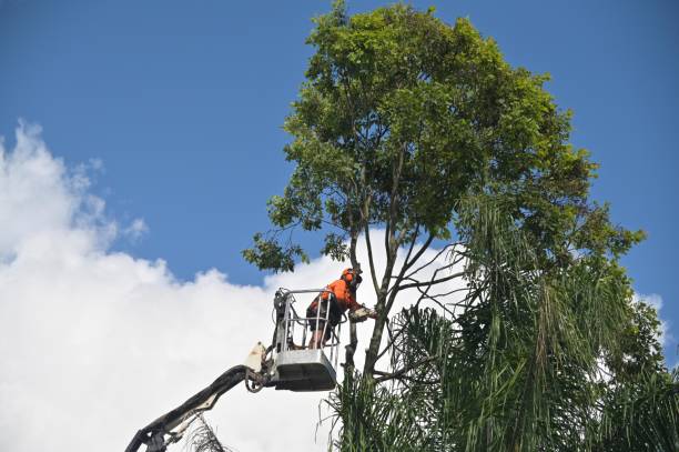 Best Palm Tree Trimming  in Vail, AZ